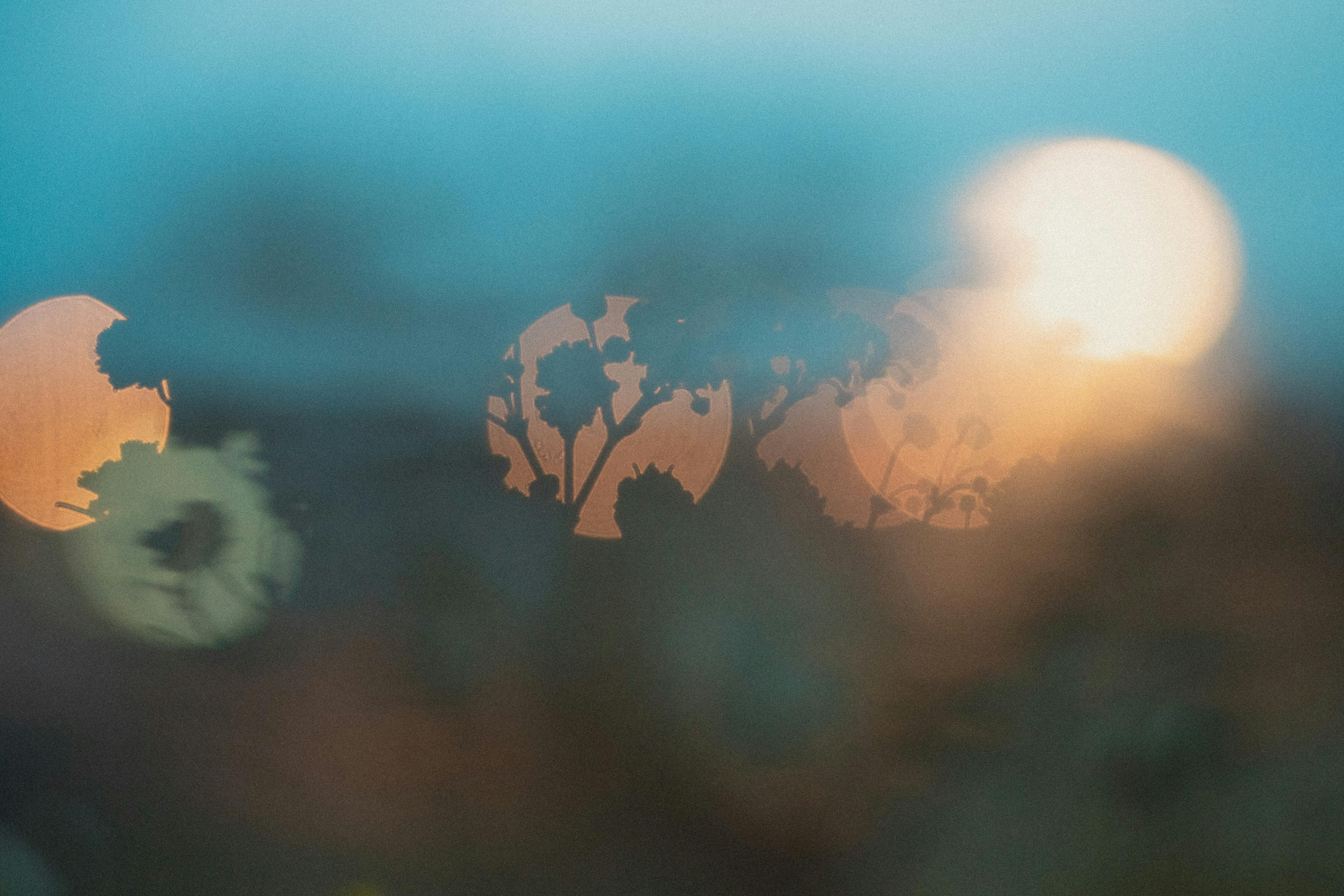 Soft floral silhouette captured with bokeh effect under a dreamy light setting.