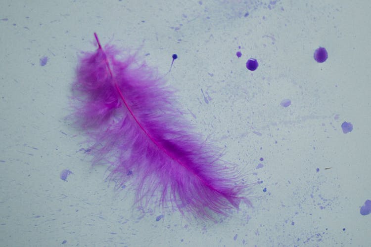 Purple Feather On A White Background With Paint Splatter