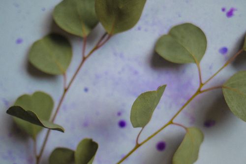 Free Eucalyptus leaves with purple paint splatter create an artistic natural composition. Stock Photo
