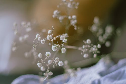 Fotobanka s bezplatnými fotkami na tému babys dych, biele kvety, flóra
