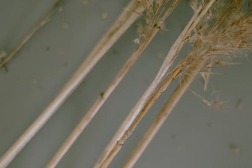 Close-up of Stems of Dry Wild Grass 