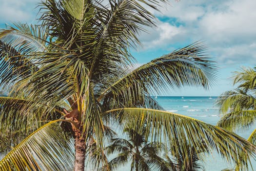 Scenic view of the beach with coconut palm trees and ocean waves on a sunny day.
