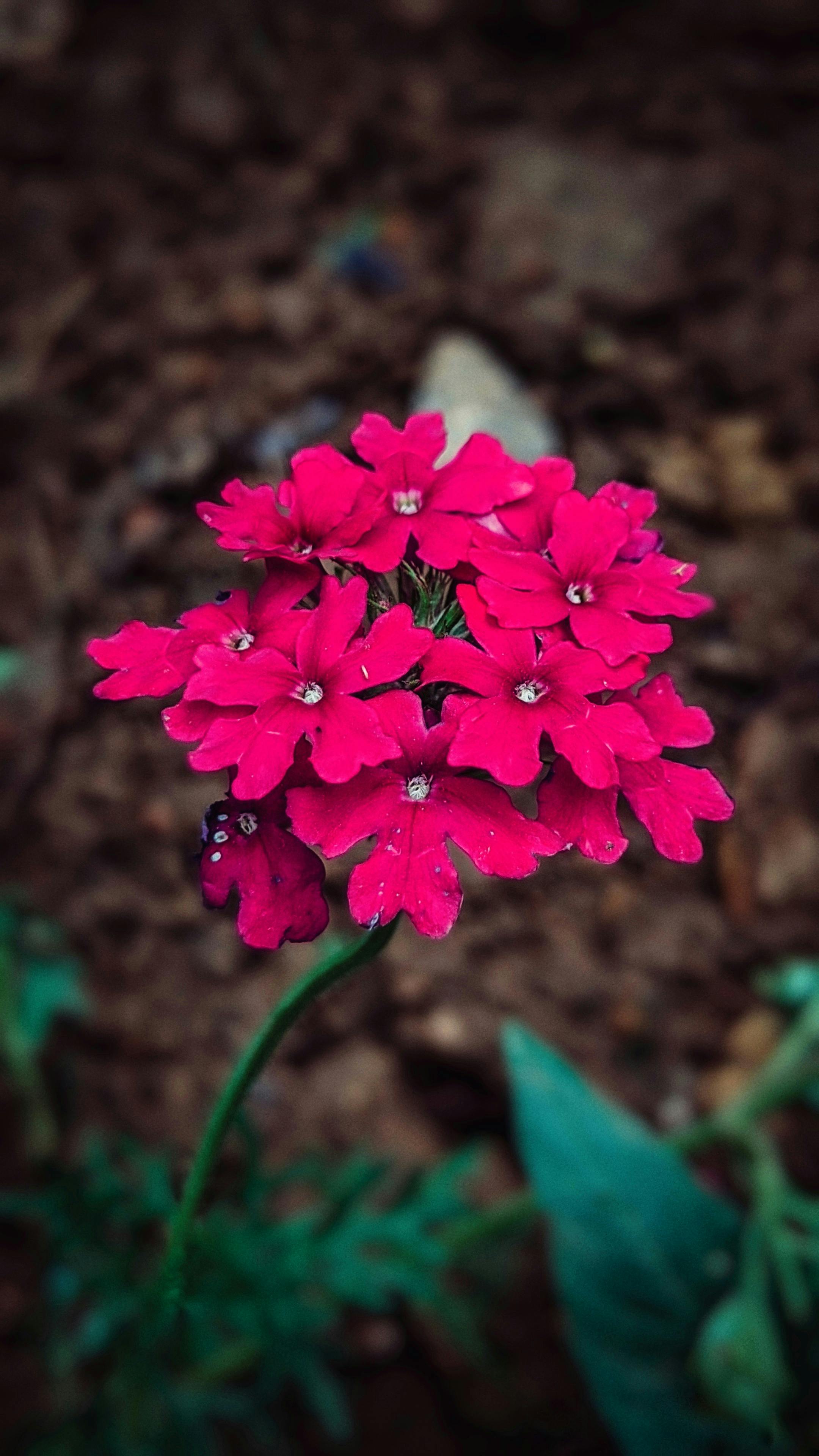 [ColoSach]-close-up-of-a-vibrant-pink-verbena-flower-showcasing-detailed-petals-against-a-natural-background.