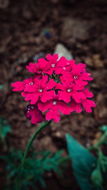 Close-Up View of Pink Flowers 