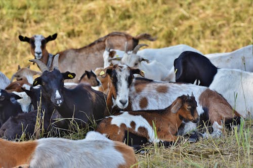 Goats Lying on the Grass