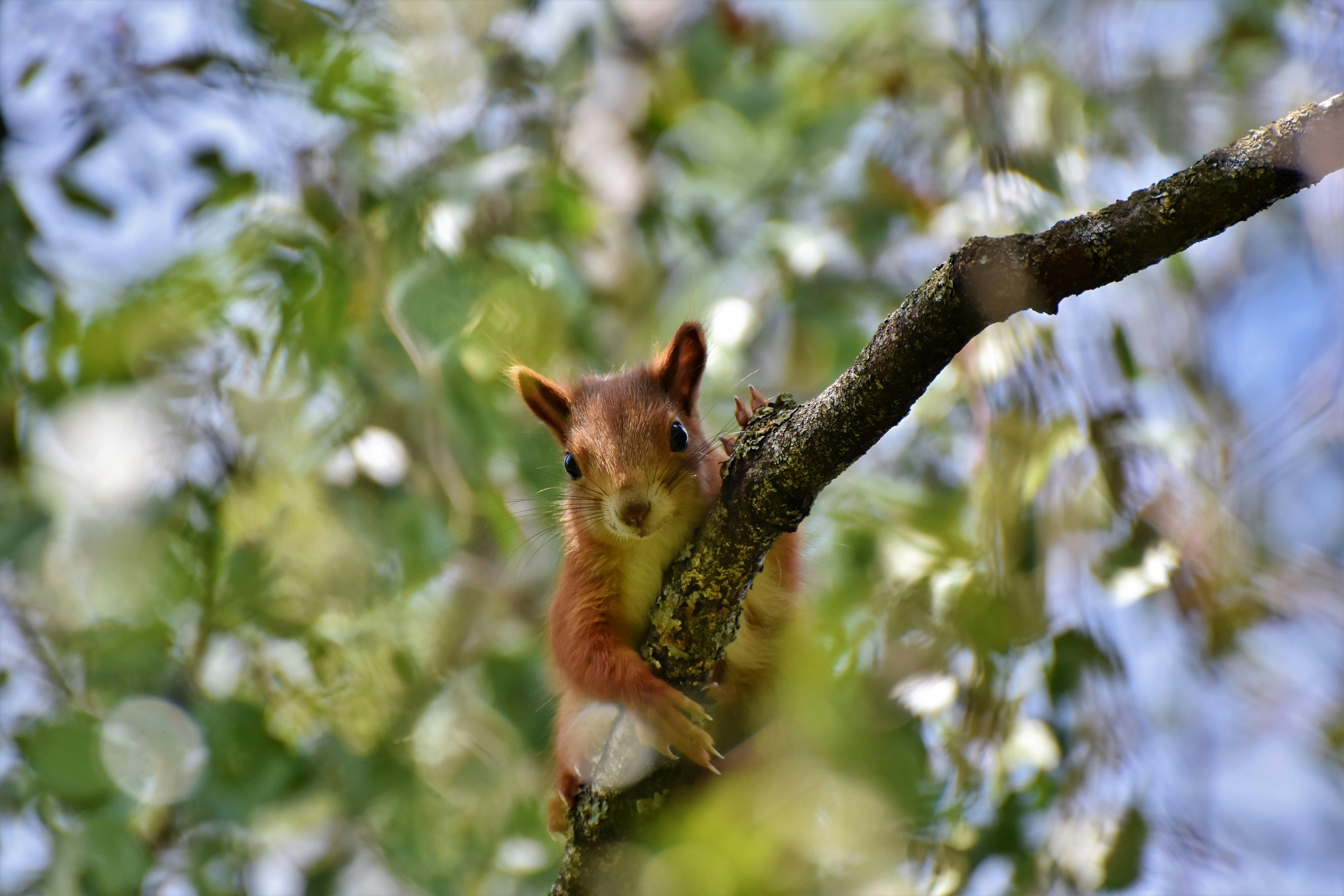 Brown and Gray Squirrel · Free Stock Photo