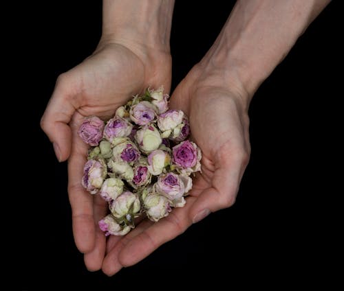 Bezpłatne Darmowe zdjęcie z galerii z kwiaty, ręce, suszone róże Zdjęcie z galerii