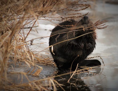 Free stock photo of beaver rodent nature