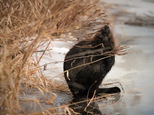 Free stock photo of beaver rodent nature