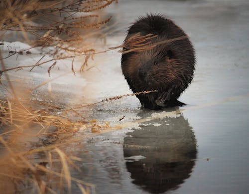 Free stock photo of beaver