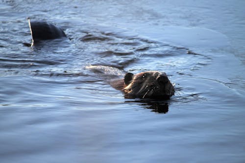 Free stock photo of beaver