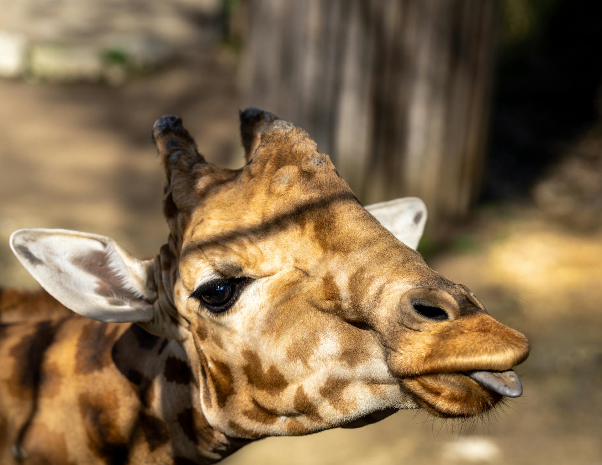 Close Up Shot of a Giraffe