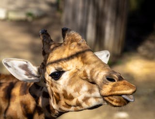 Close Up Shot of a Giraffe