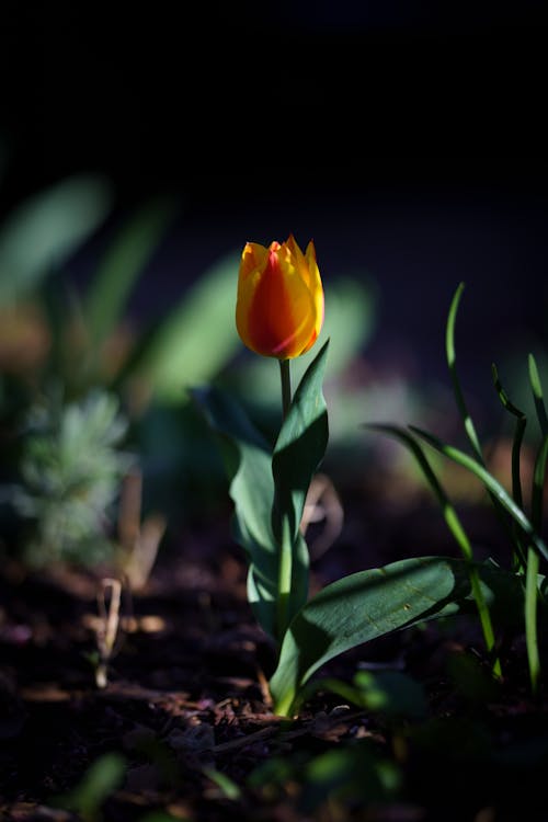 Free Yellow Flower in a Tilt Shift Lens Stock Photo