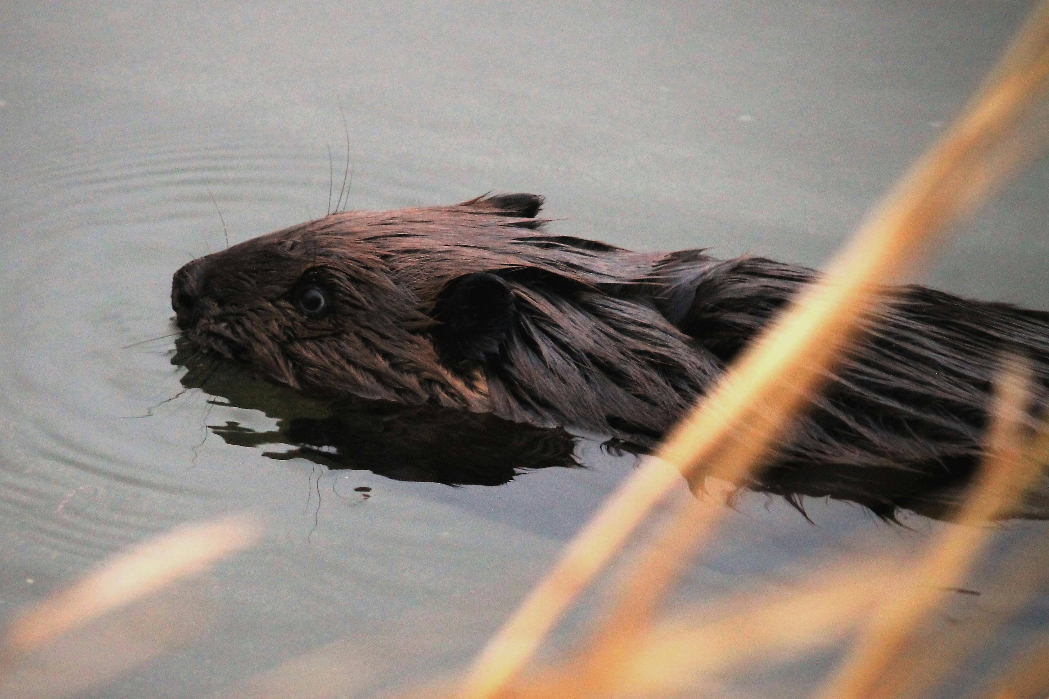 Free stock photo of beavers, nature photography