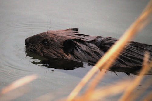 Free stock photo of beaver