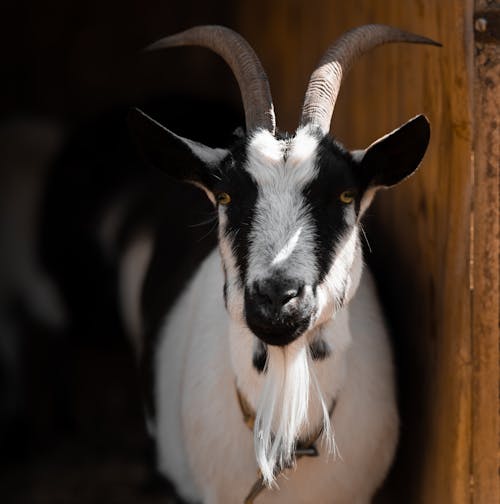 Close-Up Shot of a Goat With Horns 