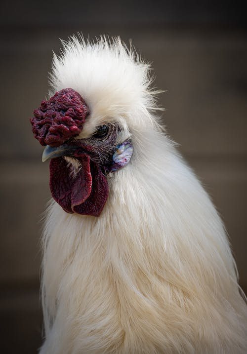 Close-Up Shot of a White Chicken