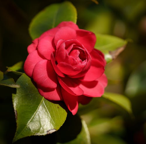 Free Close Up Shot of a Red Rose Stock Photo