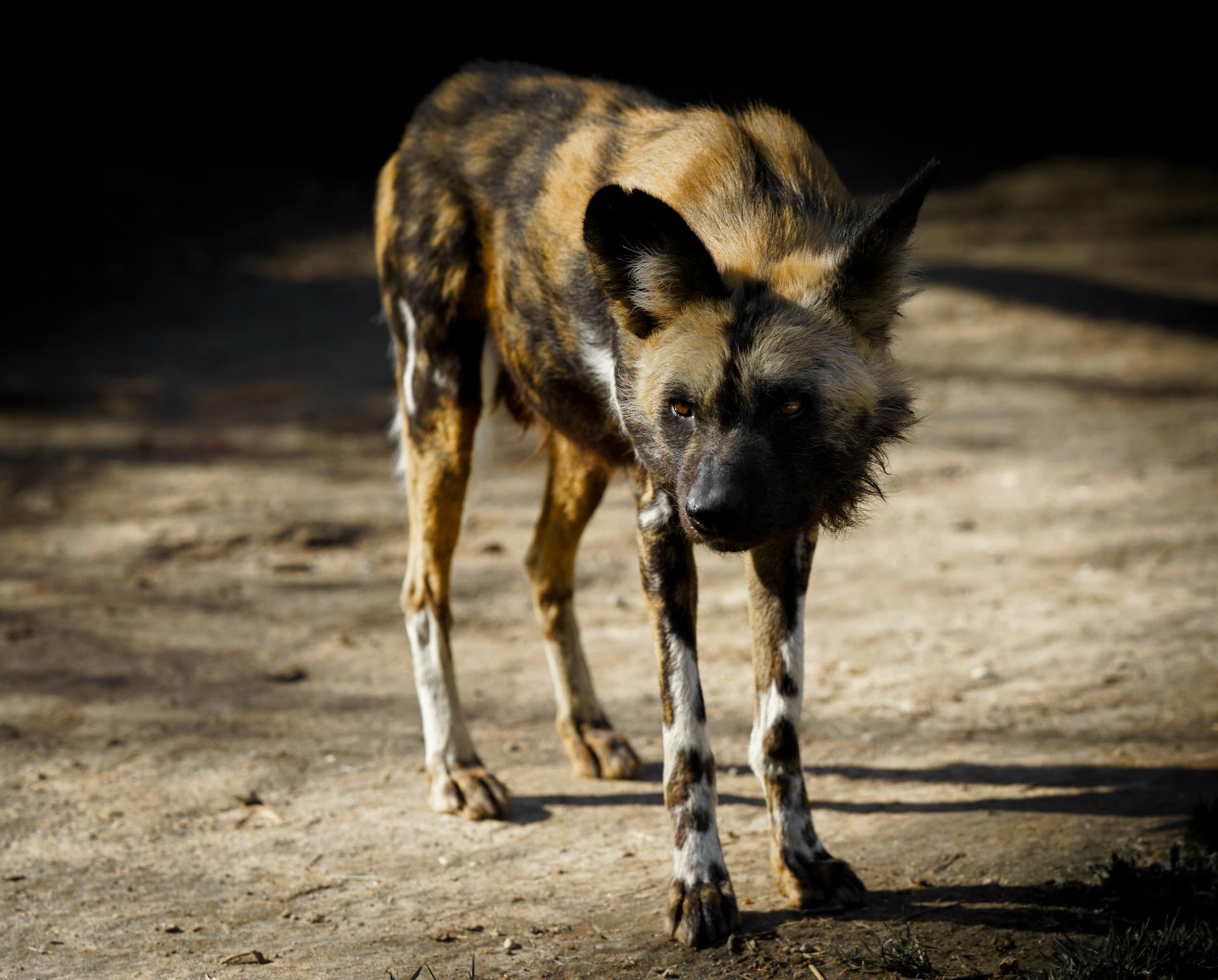 Wild Dog Standing on the Brown Soil