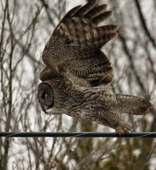 Free stock photo of owl