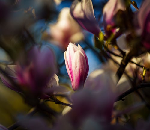 Free stock photo of colors, magnolia, spring Stock Photo