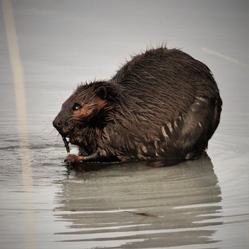 Free stock photo of beaver