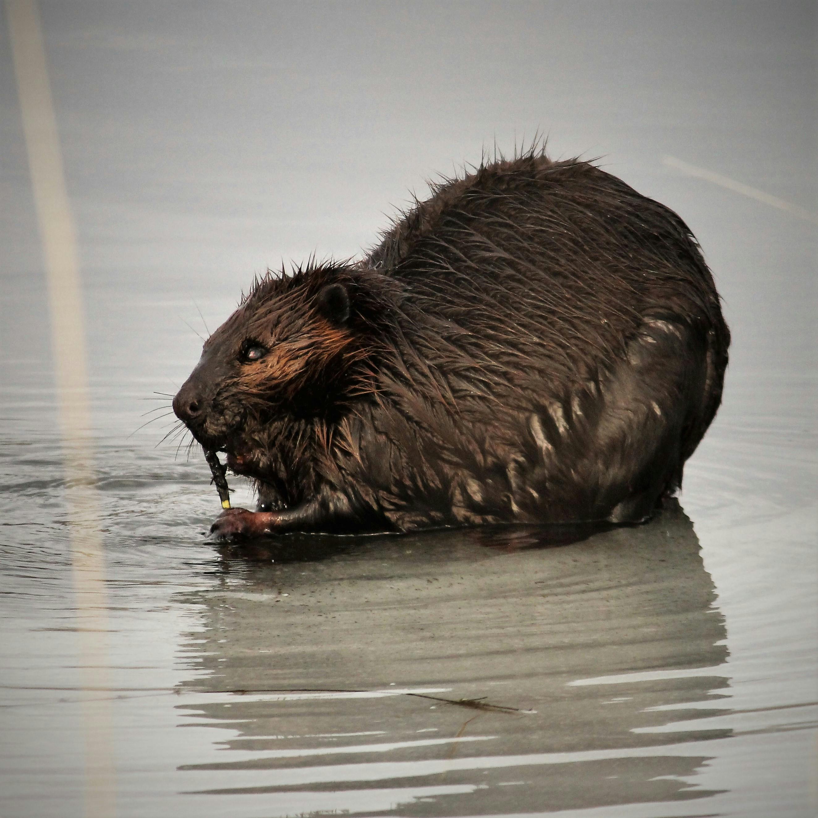 free-stock-photo-of-beaver