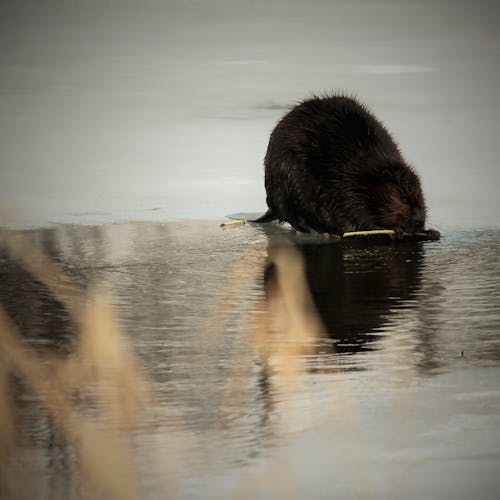 Free stock photo of beaver