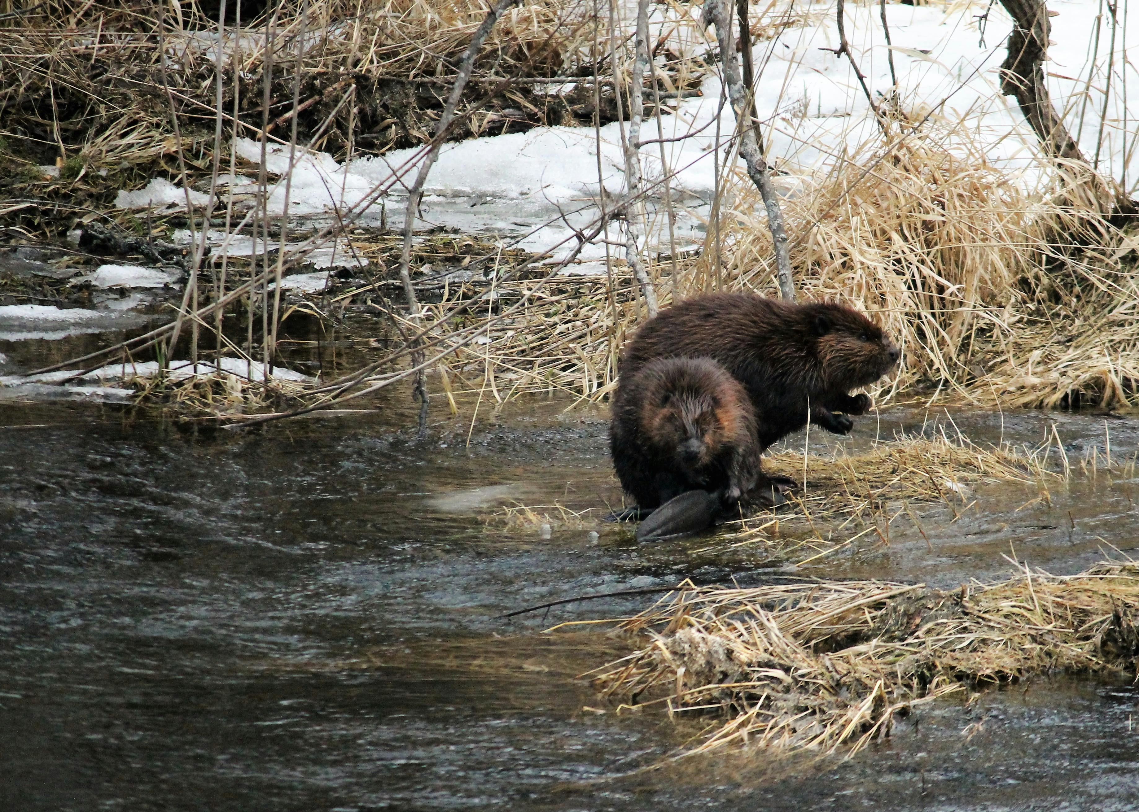 Free stock photo of beavers, nature photography