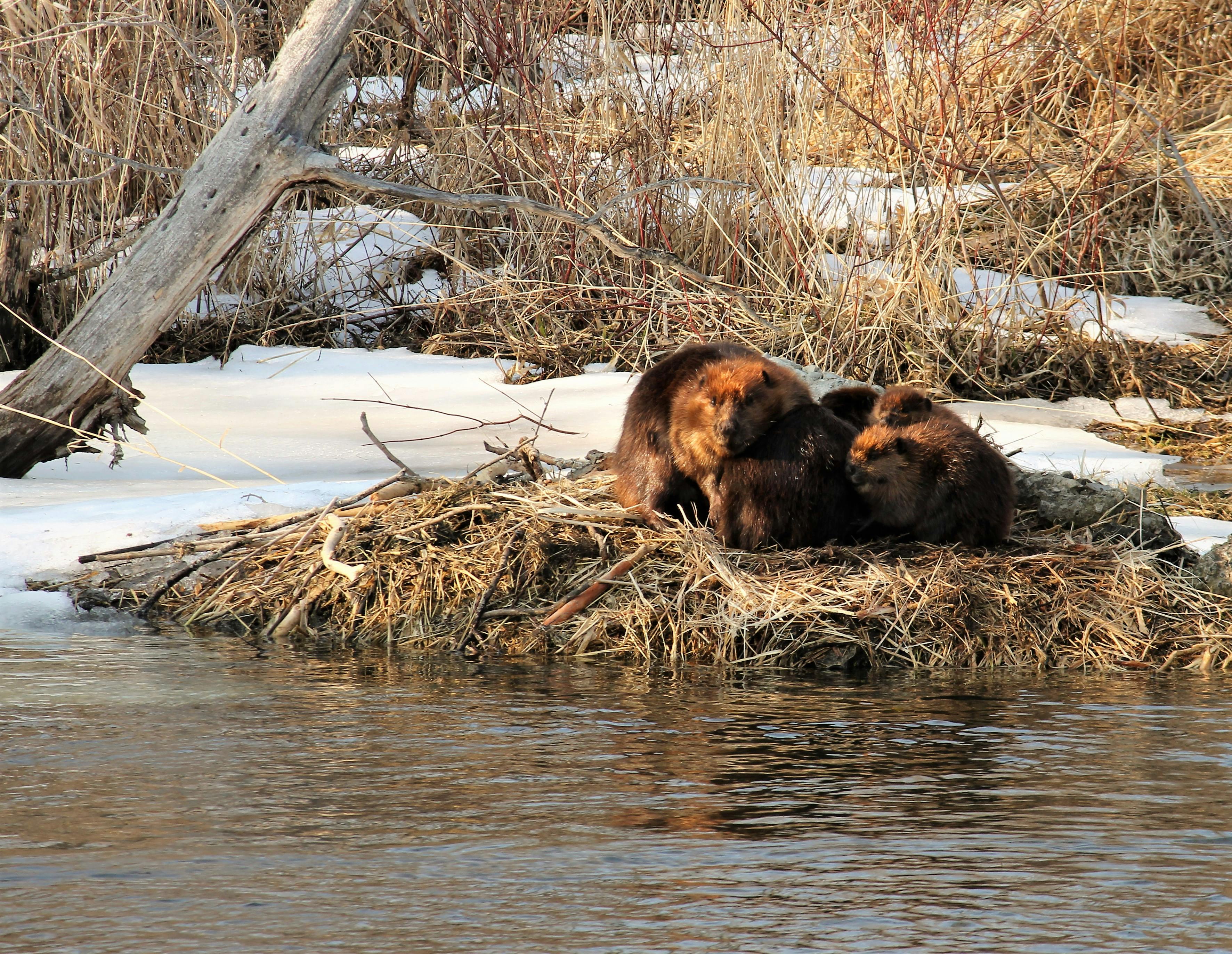 Free stock photo of beavers