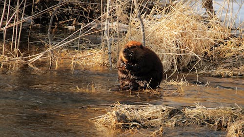 Free stock photo of beaver