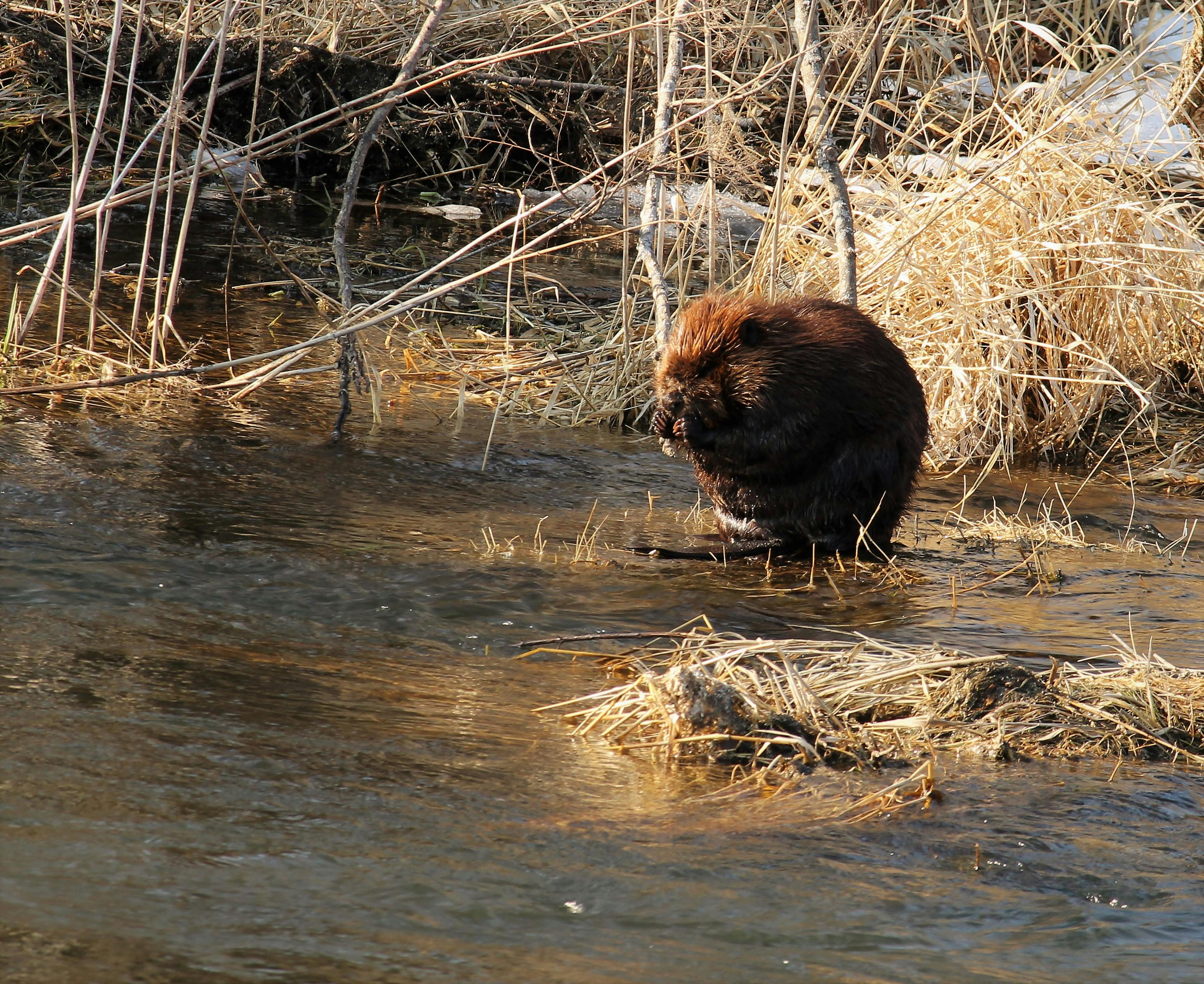 Free stock photo of beavers, nature photography