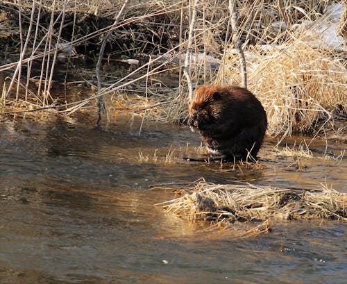 Free stock photo of beaver