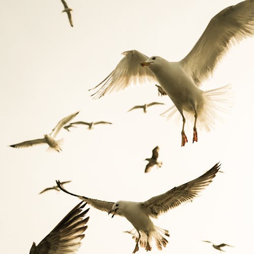 คลังภาพถ่ายฟรี ของ กลางแจ้ง, การบิน, นก