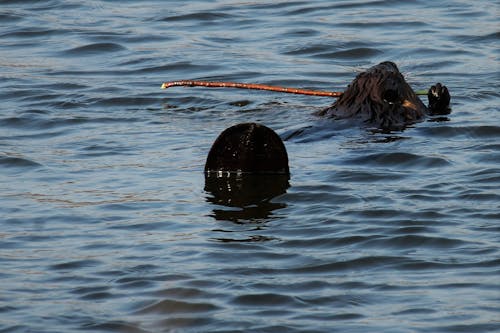 Free stock photo of beaver