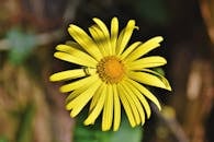 Beautiful Yellow Flower in Bloom