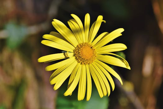 A striking close-up of a vibrant yellow lowland leopard's bane (Doronicum orientale) against a blurred background.