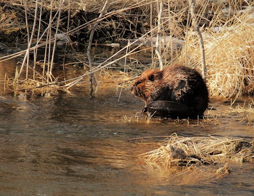 Free stock photo of beaver