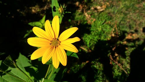 무료 꽃이 피는, 노란색, 녹색의 무료 스톡 사진