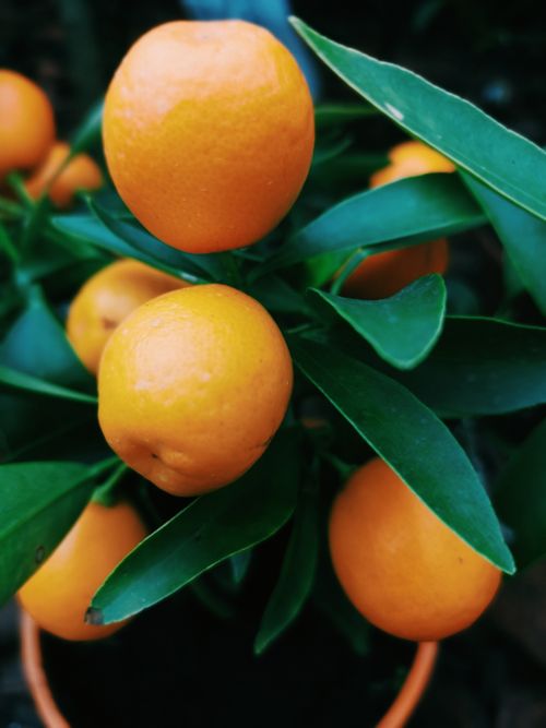 Free A detailed view of fresh orange kumquats hanging on tree with green leaves. Stock Photo