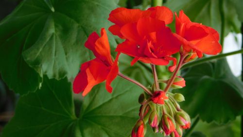 Free Closeup of vibrant red geranium flowers with lush green leaves, capturing the essence of spring beauty. Stock Photo