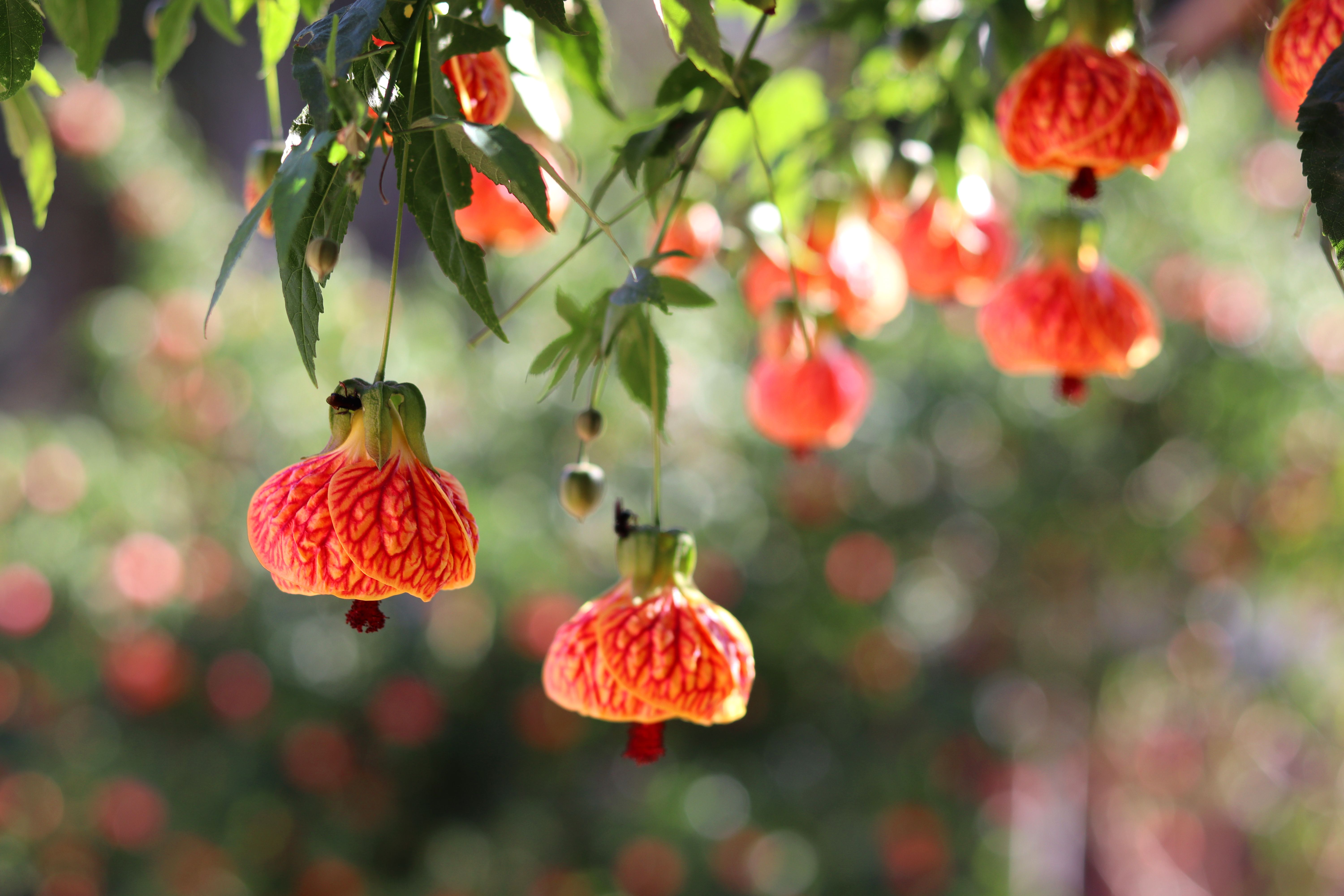 Hanging red and yellow Abutilon flowers on a garden shrub — flowering maple tree in bloom Surrey BC