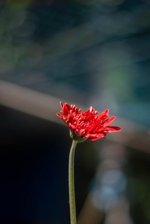 Gratis stockfoto met barberton daisy, bloeien, bloem