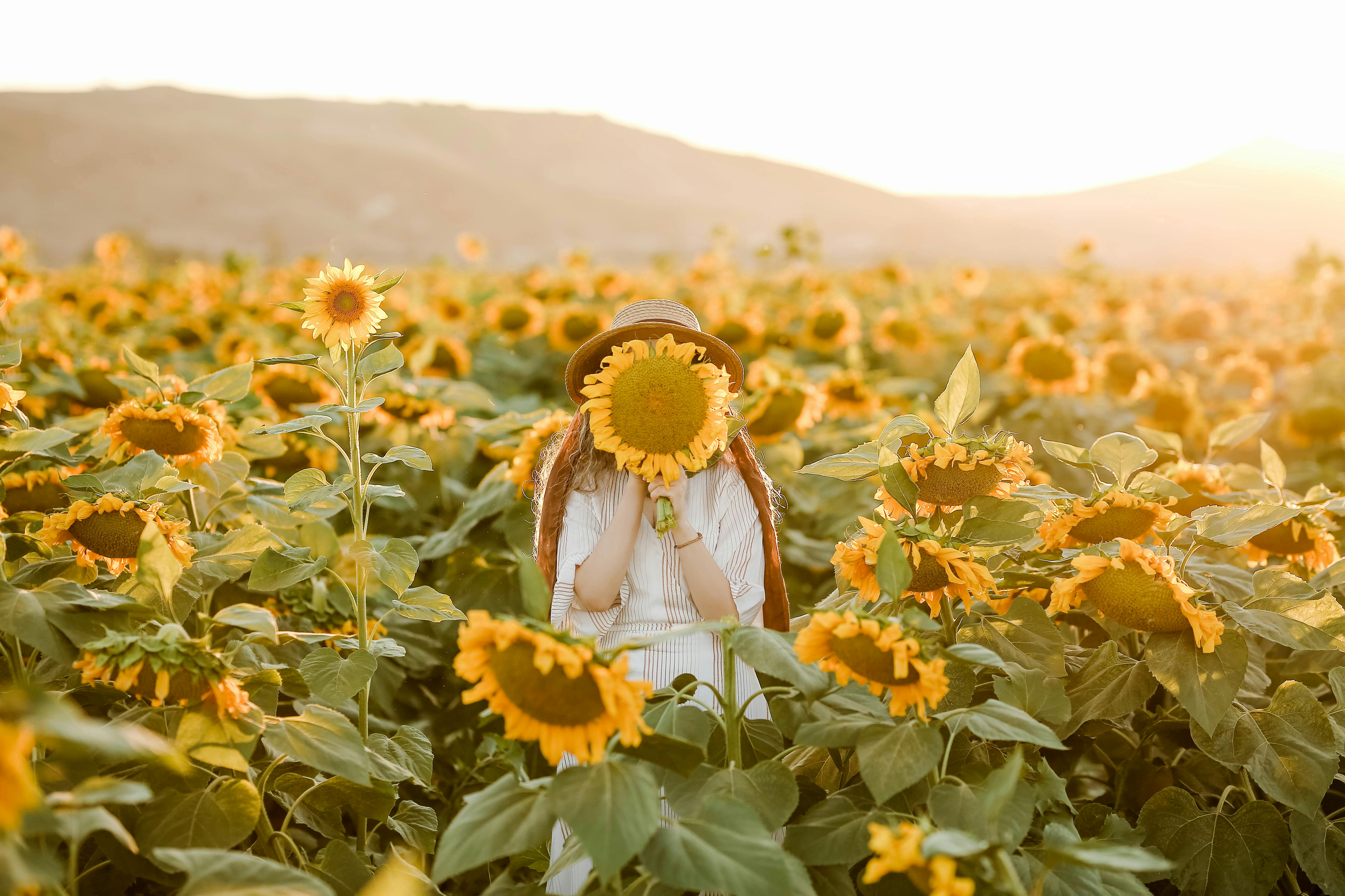 Yellow Sunflower Field Under Blue and White Sky · Free Stock Photo