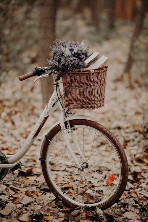 Foto d'estoc gratuïta de a l'aire lliure, bici, bosc