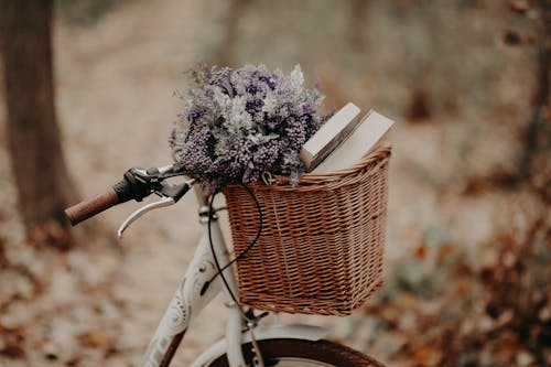 Books and Flowers in the Basket Bike