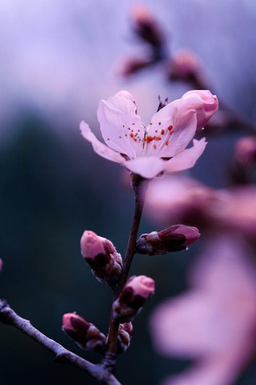Macro Shot of Pink Cherry Blossom 