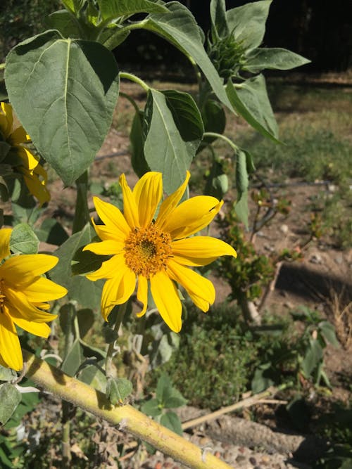 Ilmainen kuvapankkikuva tunnisteilla kasvi, keltainen kukka, kenttä