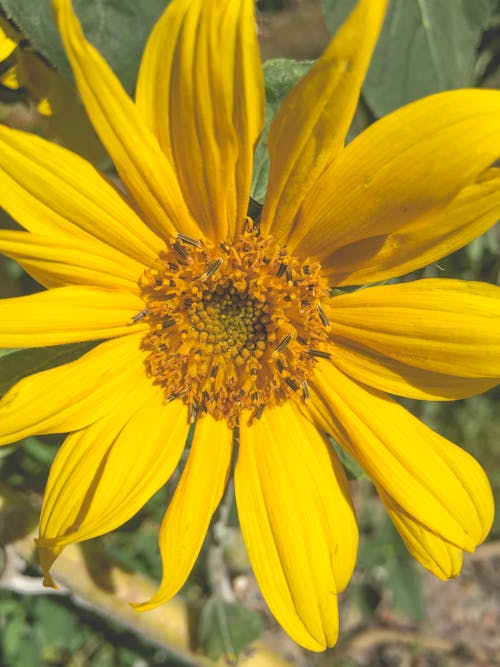 Kostnadsfri bild av blomma, fält, gul